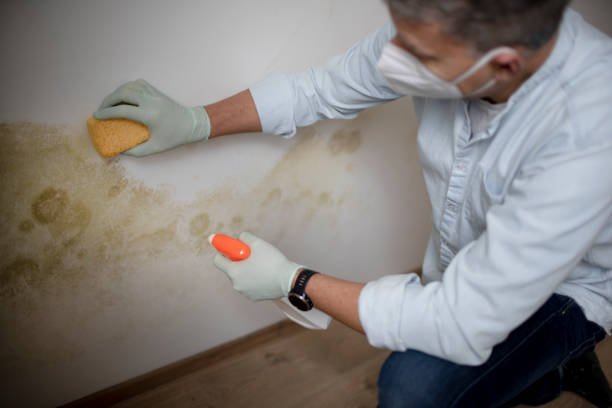 Best Attic Mold Removal  in Skidaway Island, GA